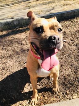Example photo of a puppy playing between plants, with its face in the center.